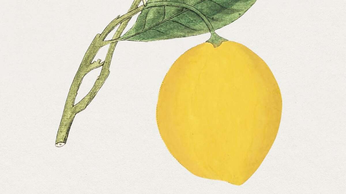 Sødt og salt med citroner | Herning Folkeblad