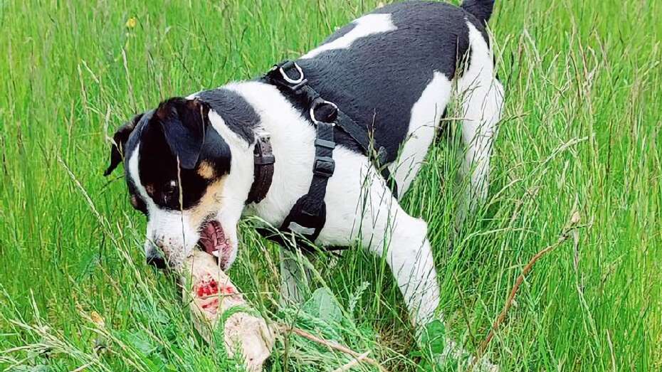 Optø, optø, frost tø myndighed Sprog Rotternes skræk: Hunden Ludvig elsker at jage de lodne skadedyr | Skive  Folkeblad
