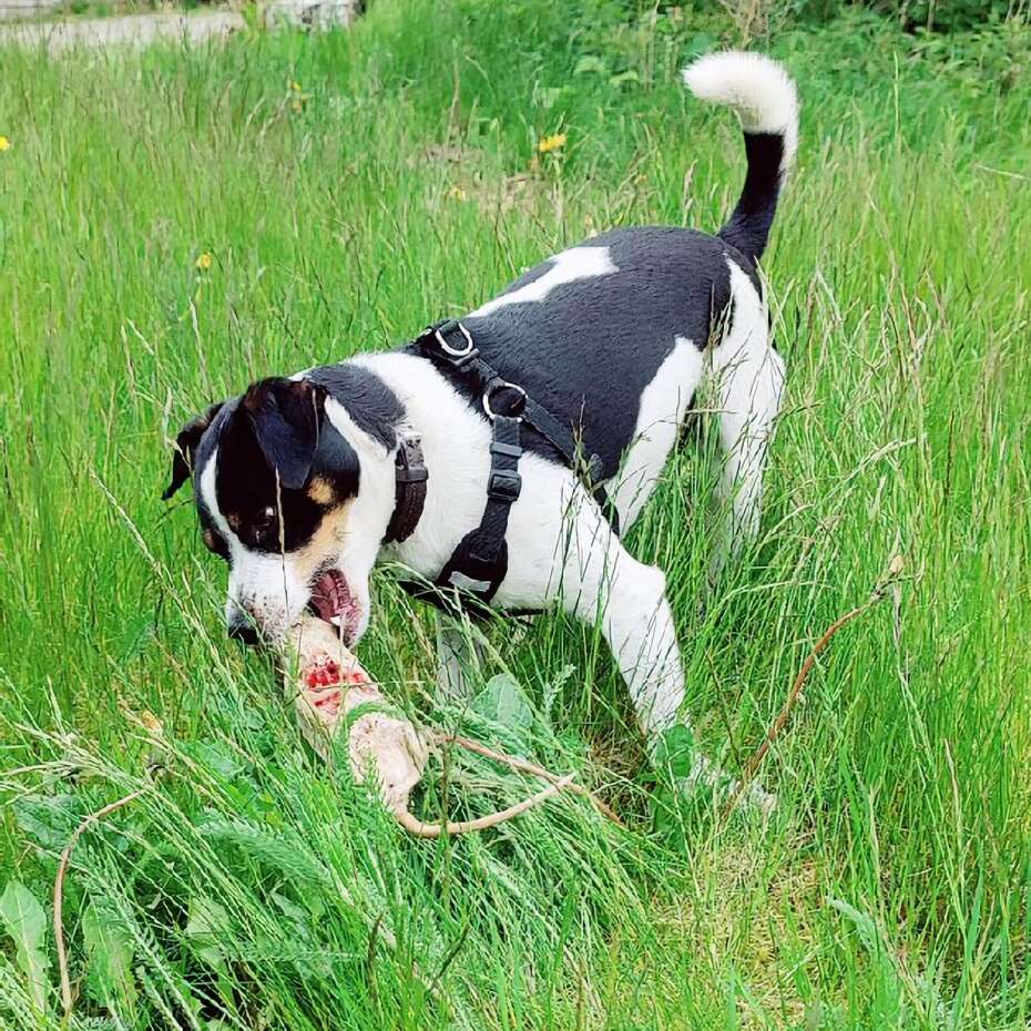 Optø, optø, frost tø myndighed Sprog Rotternes skræk: Hunden Ludvig elsker at jage de lodne skadedyr | Skive  Folkeblad