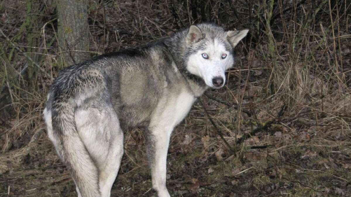 fantom Sequel Fighter Hvor er hunden, der ligner en ulv? | Herning Folkeblad