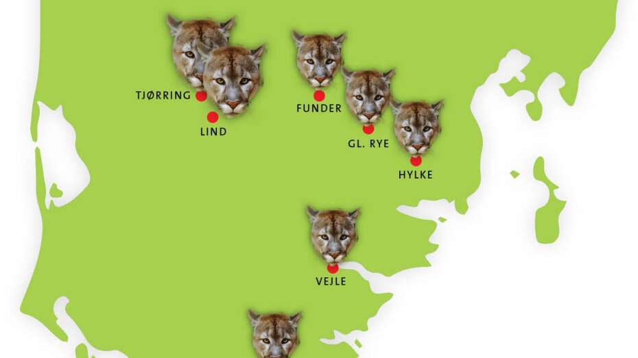 Puma-spotting: Her mener at set puma Midtjyllands Avis