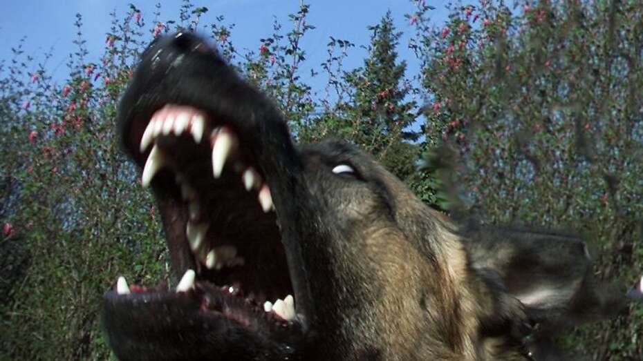 Ejeren havde ingen kontrol: Aggressiv schæfer gik til angreb på lille hund og dens ejer Skive Folkeblad
