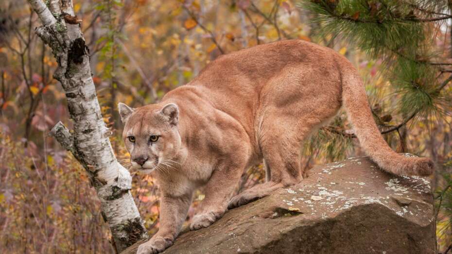 Pumaen set igen: Løber ved Fuglsang | Herning