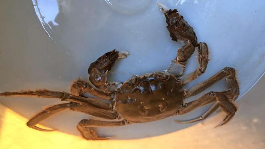 invasiv krabbe: Fritidsfisker fik frygtet fangst i fjorden |