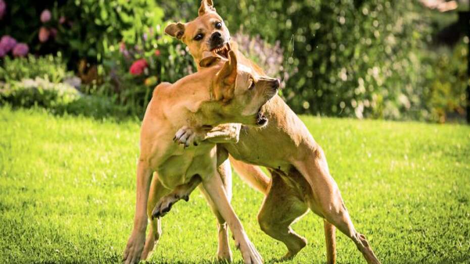 Efter på andre hunde: Hundeejer for at overtræde hundeloven | Skive