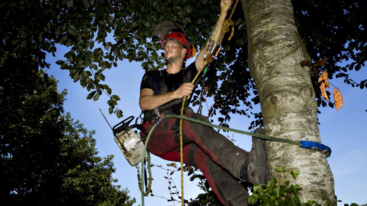 mover pen Videnskab Højt at klatre: På arbejde i træernes top | Midtjyllands Avis