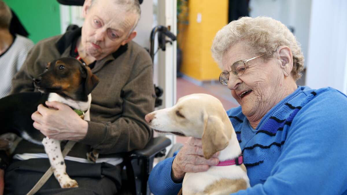 Creed Bulk Skæbne Video: Ni hundehvalpe skabte glæde på plejehjem | Ikast-BrandeNyt