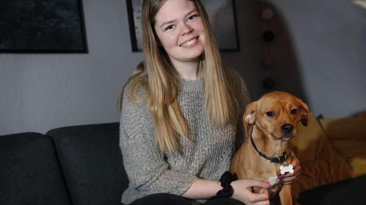 historie Siesta Ed Gadehunde smides drægtige i containeren eller kørt over: Ikast-pige vil  give et bedre liv til bosniske hunde | Midtjyllands Avis
