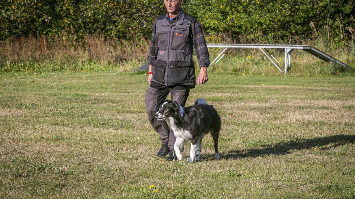 Per har trænet hunde i 30 år: Nu er han og nordiske mestre | Skive Folkeblad