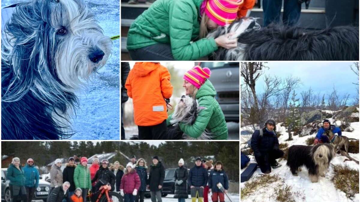 Miraklet Norge: Herning-hunden Apo overlevede 15 dage alene i de barske norske fjelde | Herning Folkeblad