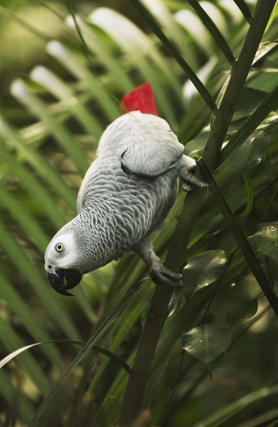 renere Udstyre pustes op Fire papegøjer stjålet fra papegøjecenter | Midtjyllands Avis