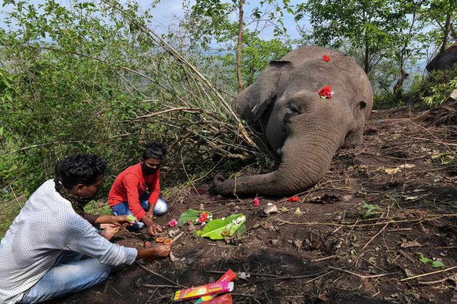 Lynnedslag kan have dræbt 18 vilde elefanter i Indien |
