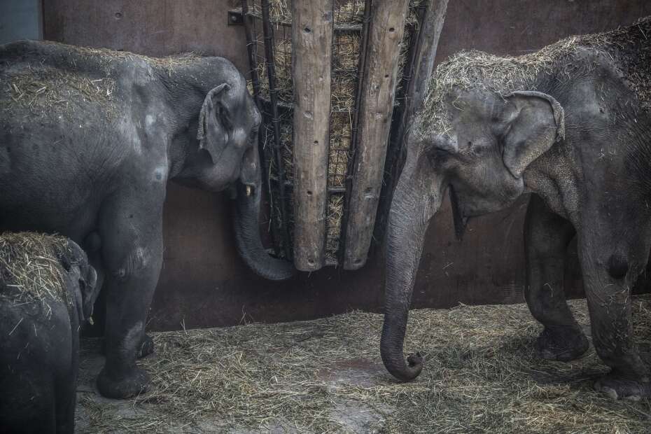 BILLEDSERIE: Tysk har indtaget Københavns Zoo | Midtjyllands Avis