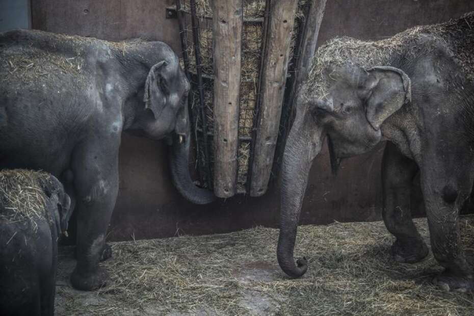 Tysk elefantfamilie har indtaget Københavns | Folkeblad