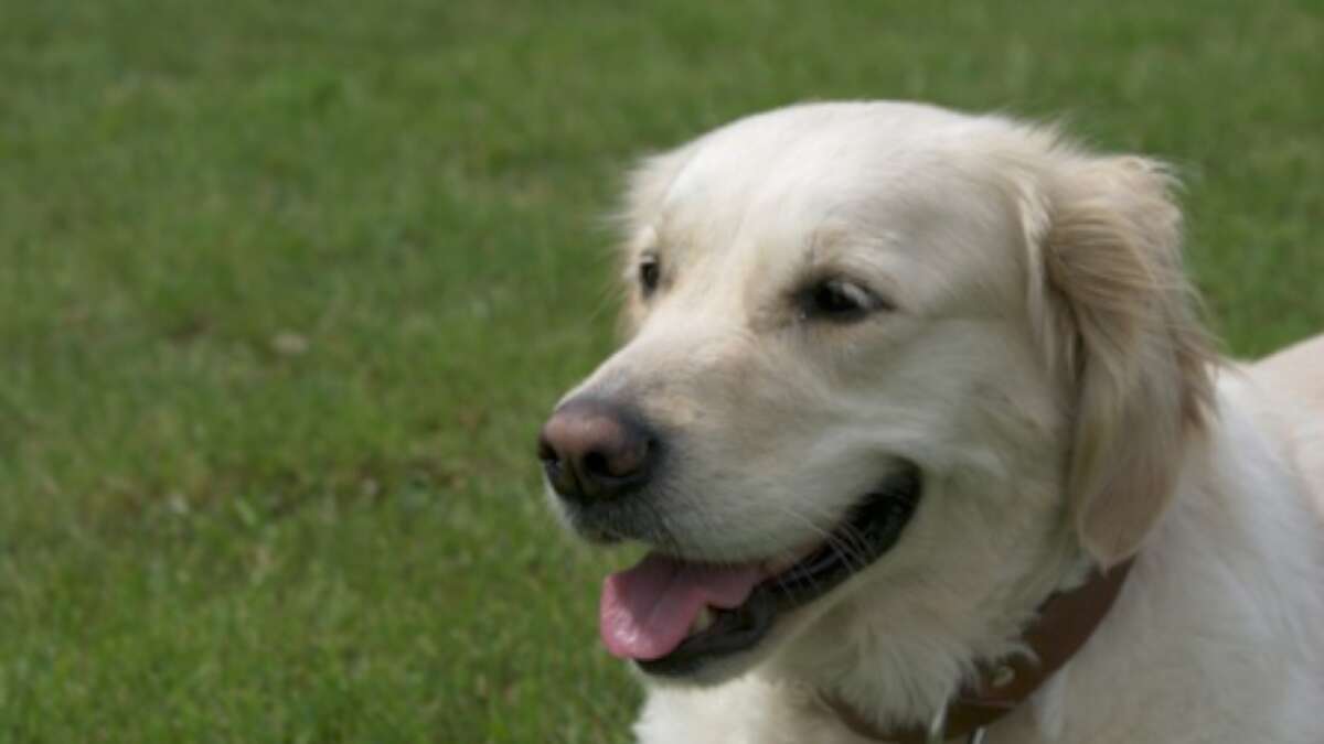 film Frosset Hverdage Hundejere risikerer kæmpe bøder | Herning Folkeblad