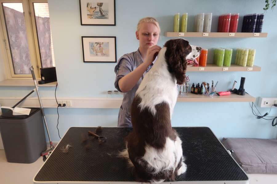 garage vest prinsesse Hunde skal trænes til frisøren | Herning Folkeblad