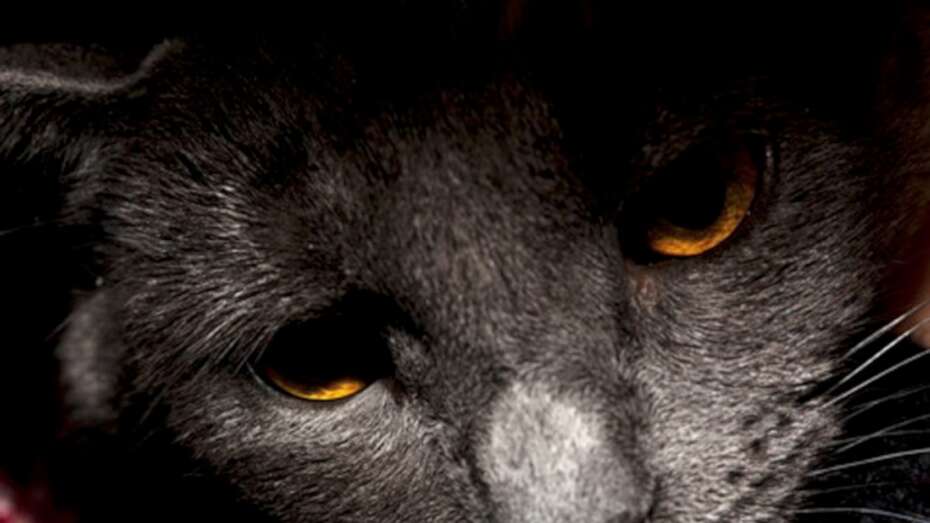 psykologisk Male Relativ størrelse Katte forgiftet af loppemiddel til hunde | Midtjyllands Avis