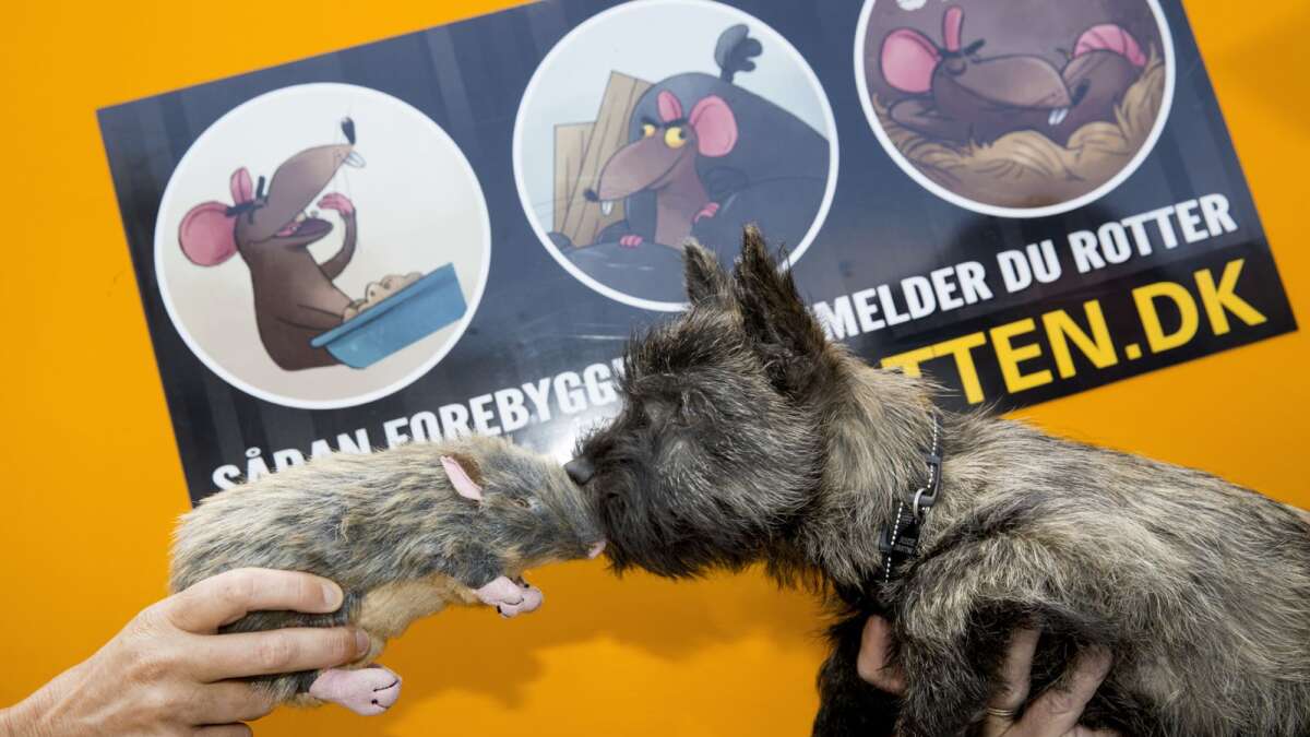 klik Specialitet telt Ny rottefænger: Rottegift slår alt for mange rovdyr ihjel | Midtjyllands  Avis