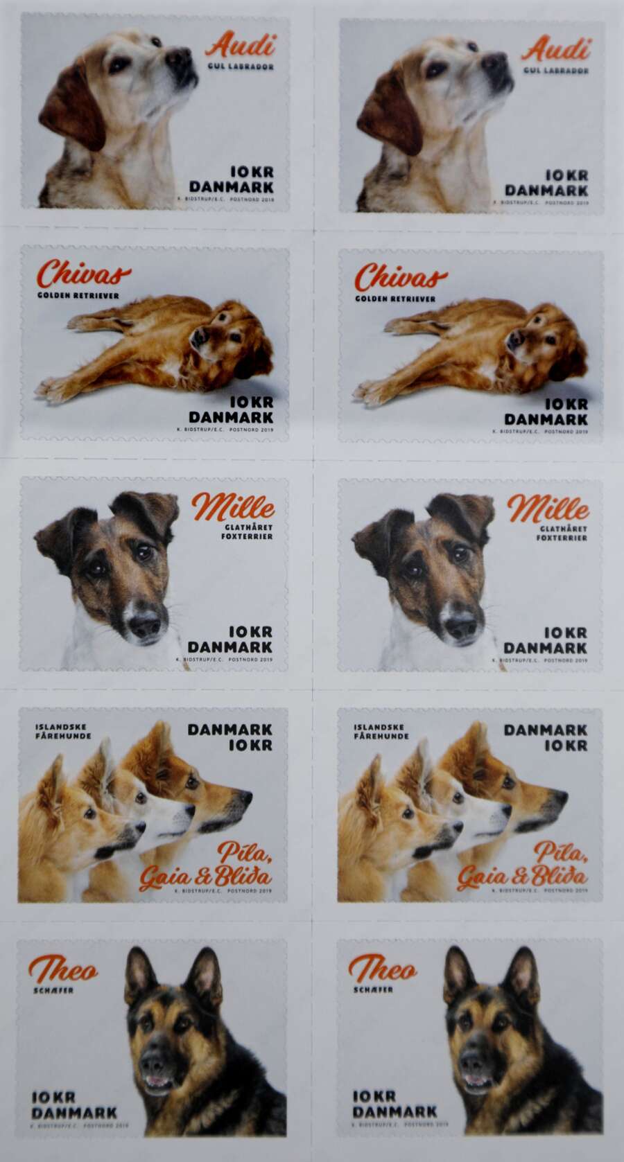 Nybegynder Praktisk kærtegn Schæferhund fra Kibæk bliver foreviget: Kommer på millionvis af frimærker |  Herning Folkeblad