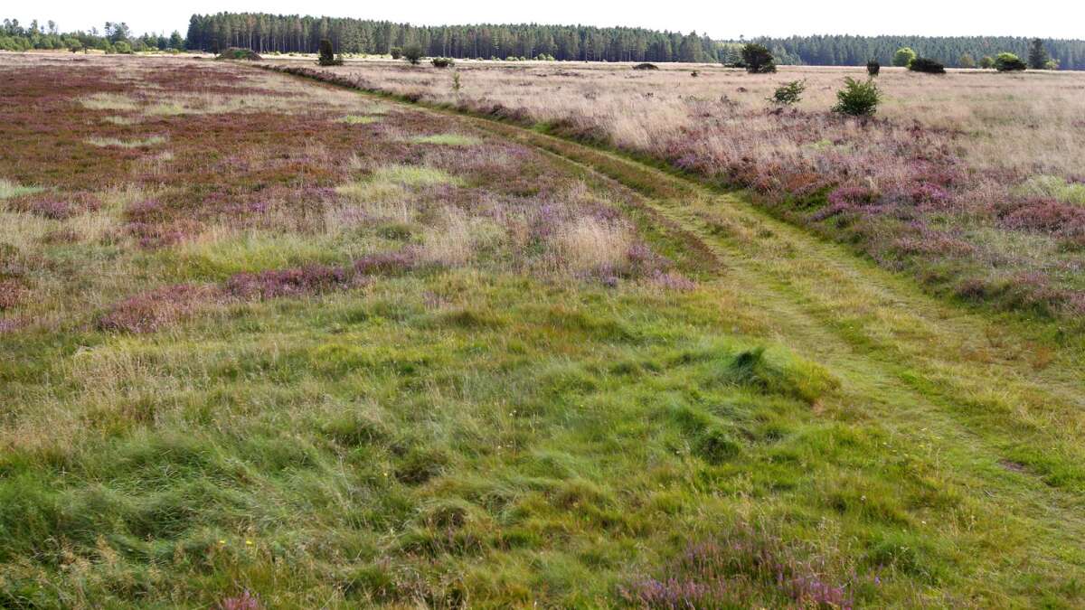 Arkæolog spredning forberede Læserbrev: Skal der være »wildlife« naturnationalpark på Harrild Hede og  Nørlund Plantage? | Ikast-BrandeNyt