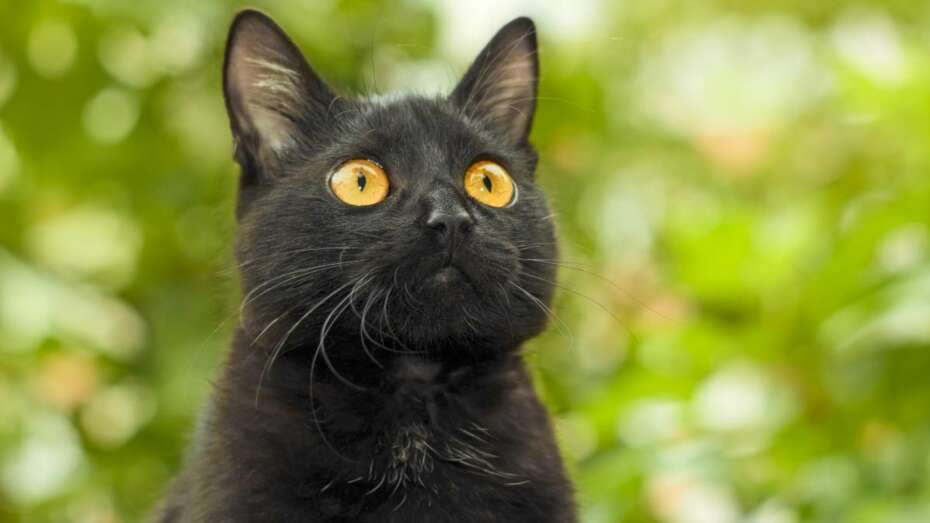 Stort univers Vidunderlig Berolige Hvorfor katten klør den sig i øret? | Herning Folkeblad