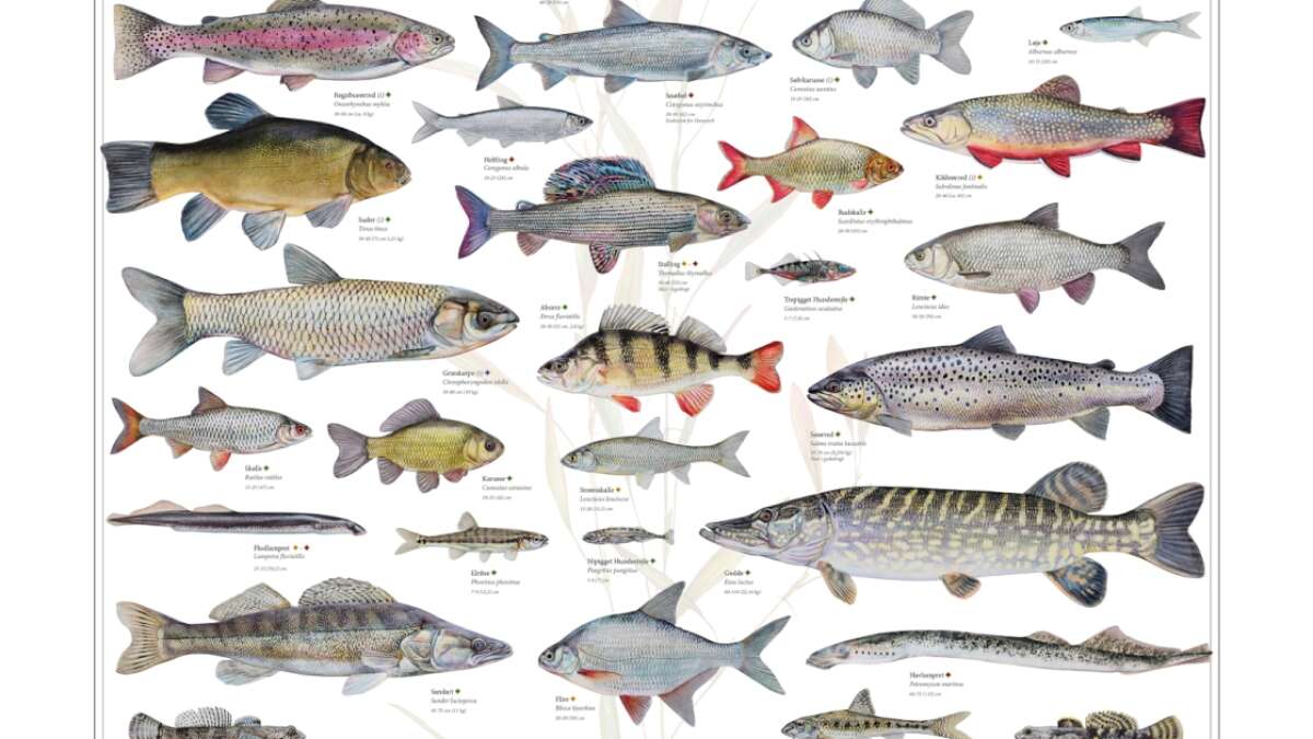 styr ferskvandsfiskene | Midtjyllands Avis